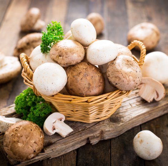 Avantages et Risques des Champignons pour Votre Chien